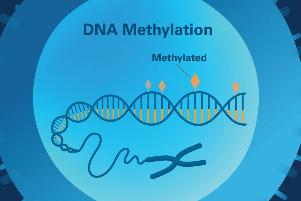 DNA Methylation