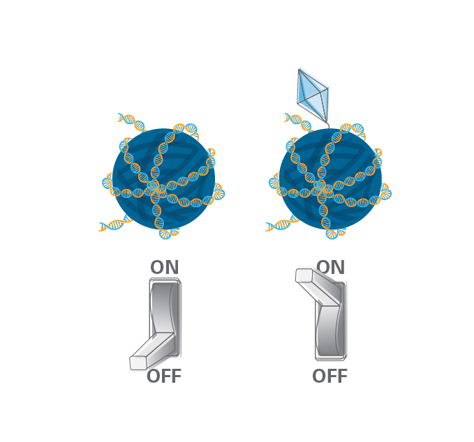 Fragments of dead cells float in the bloodstream and can be detected in a liquid biopsy.