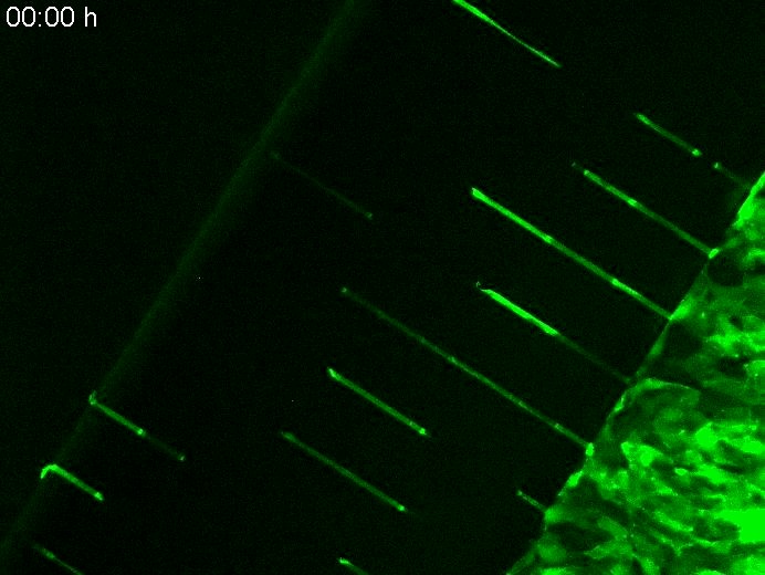 animated microwells and microchannels