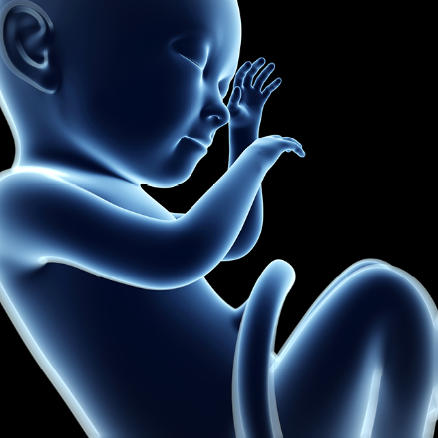 From Fetal Imaging To Beyond A Multidisciplinary Approach Johns Hopkins Medicine 2300