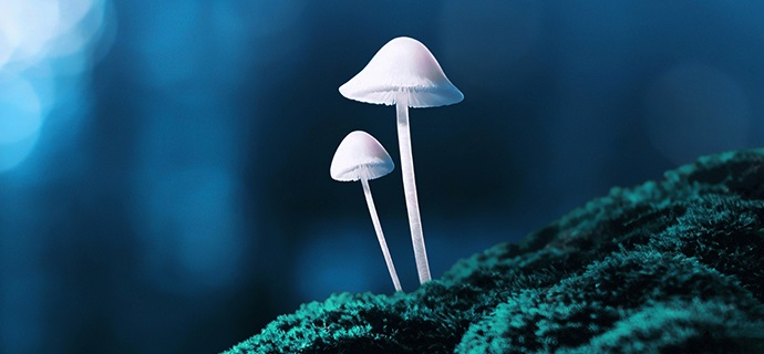 psychedelic-mushroom_image