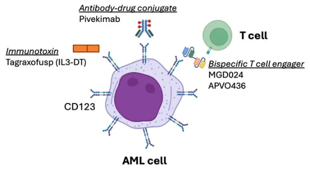  CD123 targeted drugs approved, recently tested, or currently in trials at Dana-Farber