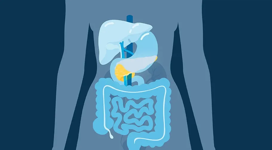 Pancreas Graphic