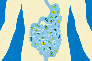 Microorganisms in the digestive system.