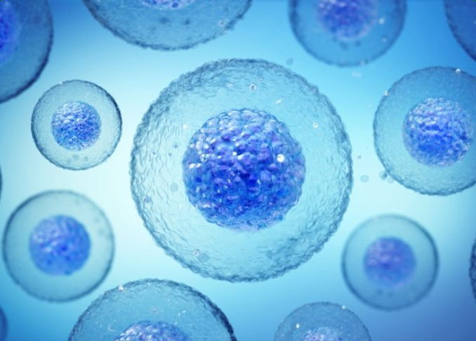 Stem Cell Transplant